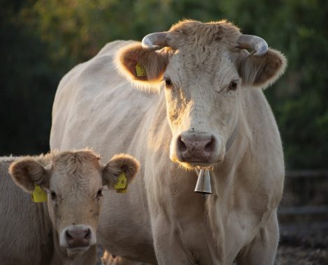 Veau Boucherie Briand ©Pixabay